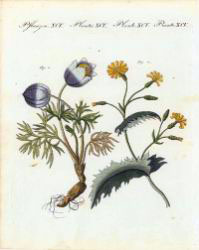 PlantesXCV.jpg