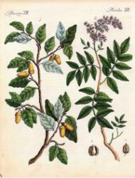 PlantesXII.jpg