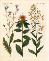 PlantesXLI.jpg