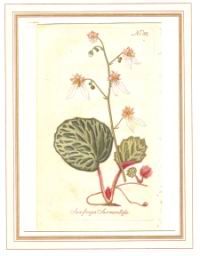 ksaxifraga.jpg