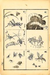 insects.jpg