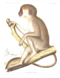 ceropithecusflavidus.jpg