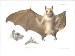 epomophorus.jpg
