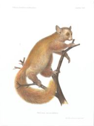 otolienus.jpg