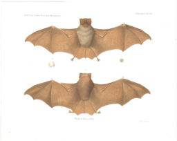 phyllorina.jpg